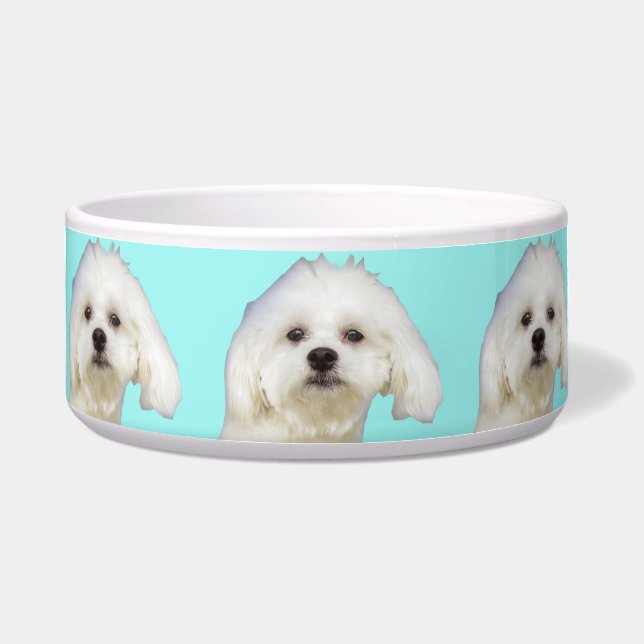 White dog Maltese Puppy (Front)