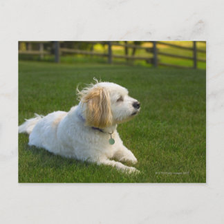 White dog postcard
