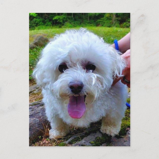 White Dog Postcard (Front)