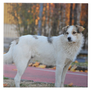 White dog tile