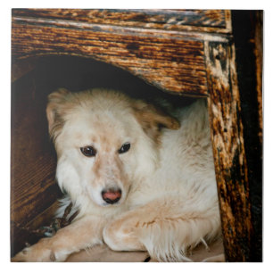 White dog tile