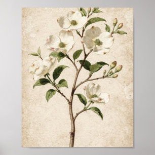 White Dogwood Branch Botanical Art Poster