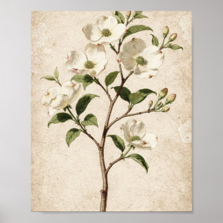 White Dogwood Branch Botanical Art Poster