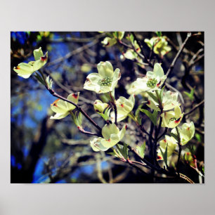 White Dogwood Flower Blossoms Poster