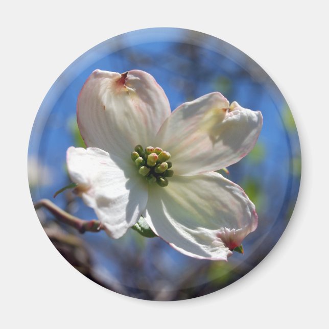 White Dogwood Flower magnet (Front)