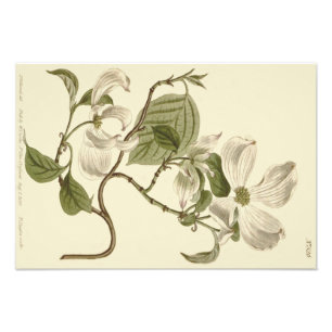 White Dogwood Flowers Illustration Photo Print