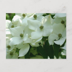 White Dogwood Spring Flowers Postcard