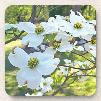 White Dogwood Tree Flower Drink Cork Coaster