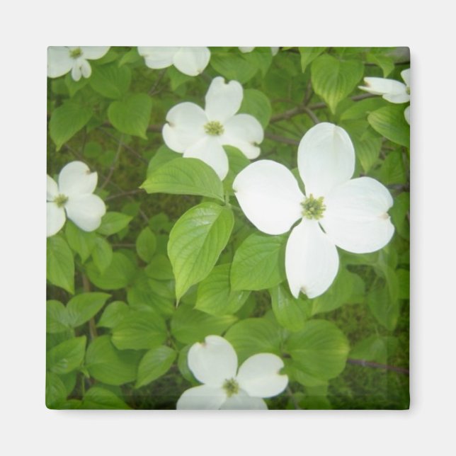 White Dogwood Tree Magnet (Front)