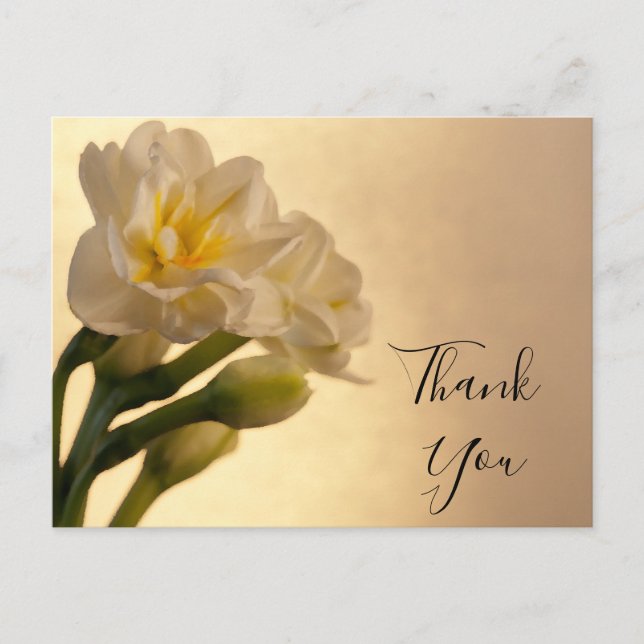 White Double Daffodils Thank You Postcard (Front)