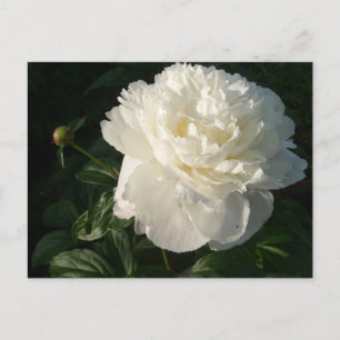 White Double Peonies Postcard