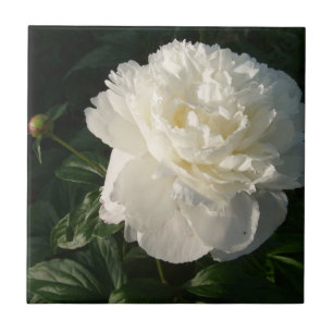 White Double Peonies Tiles or Trivets