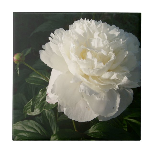 White Double Peonies Tiles or Trivets (Front)