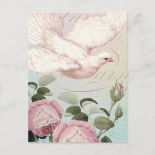 White Dove and Pink Roses Postcard