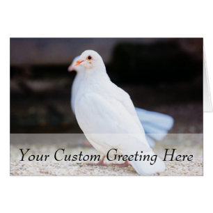 White Dove, Bird Photograph