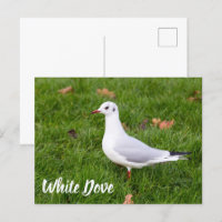 White Dove for bird and Pigeon lover gift