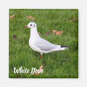 White Dove for bird and Pigeon lover gift Magnet