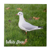 White Dove for bird and Pigeon lover gift