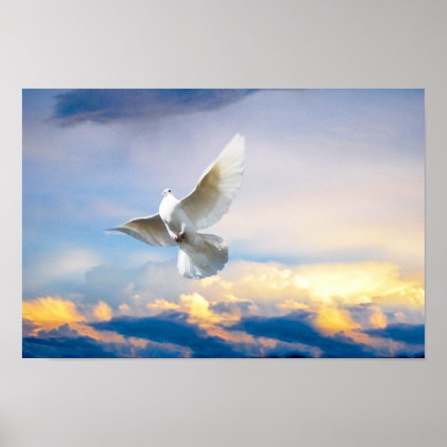 White dove in flight poster (Front)