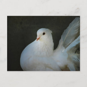 White dove peace symbol postcard