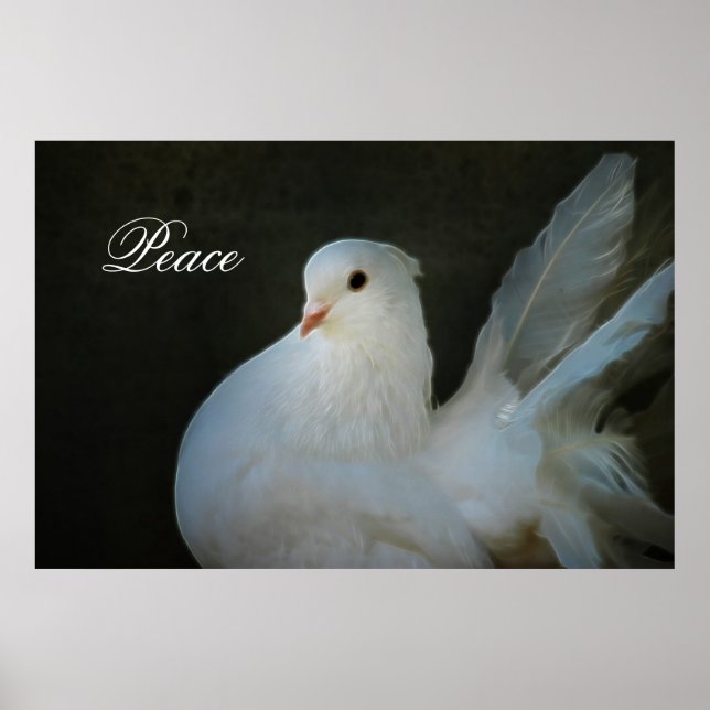White dove peace symbol poster (Front)