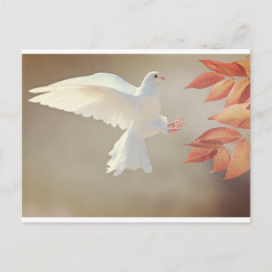 white Dove Postcard