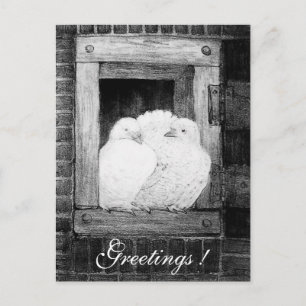 WHITE DOVES AT THE WINDOW  black and white Postcard