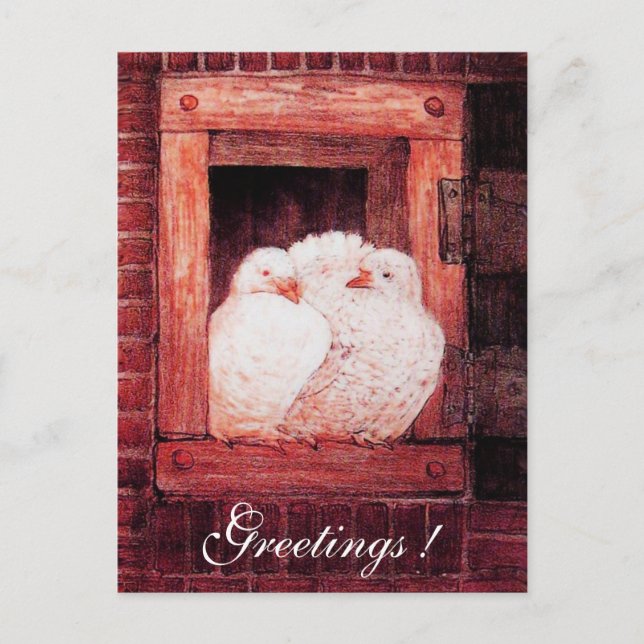 WHITE DOVES AT THE WINDOW  red pink Postcard (Front)