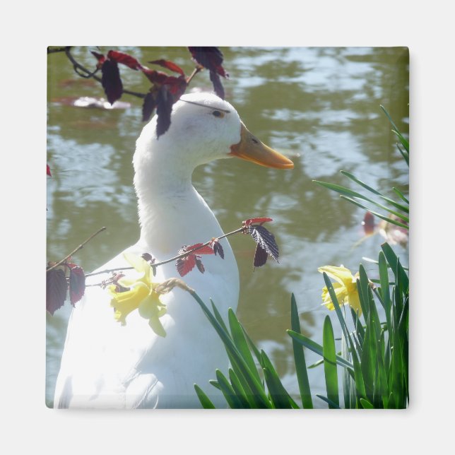 White Duck In Daffodils Magnet (Front)