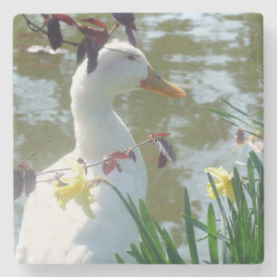 White Duck In Yellow Daffodils Coaster