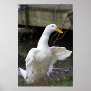 White Duck Photo Poster