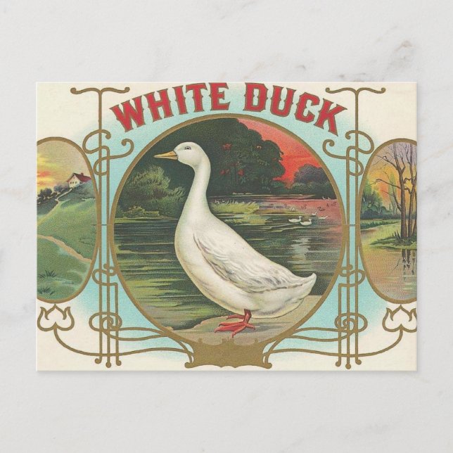 White Duck Postcard (Front)