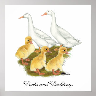 White Ducks and Ducklings Poster