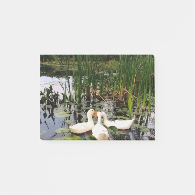 White ducks, lily pads, cattails, lake shore post-it notes (Front)