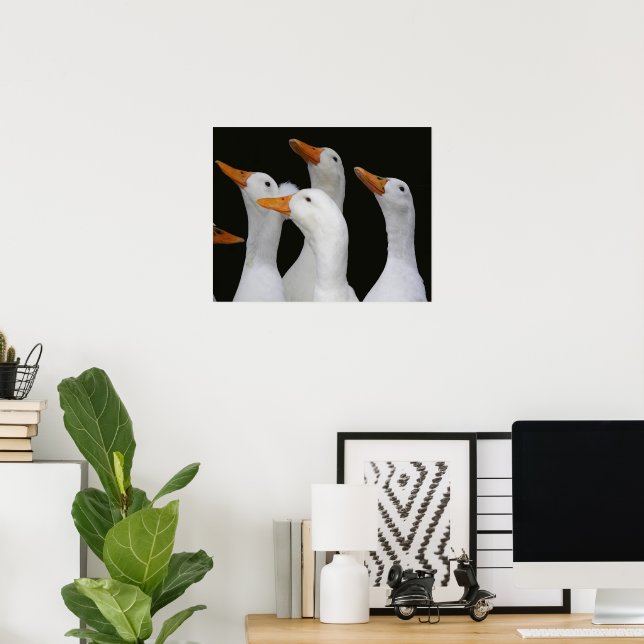 White Ducks Photographic Poster (Home Office)