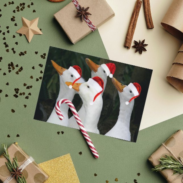 White Ducks Wearing Red Santa Hats Funny Holiday Card (In Situ)