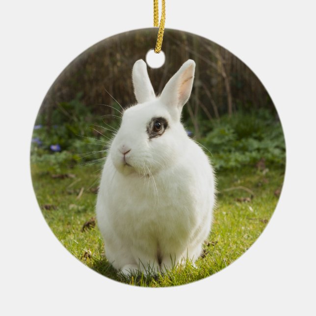 White Dwarf Hotot Bunny Rabbit Ceramic Tree Decoration (Front)