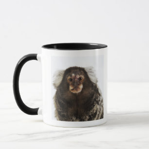 White eared Marmoset on branch, close up, studio Mug