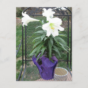 White Easter Lily Postcard