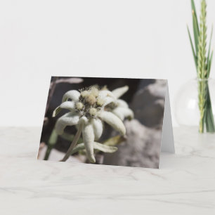 White Edelweiss Card