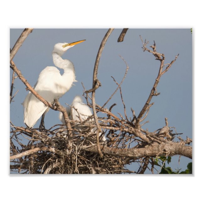 White Egret and Baby in Nest Photography Print (Front)