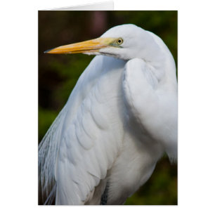 White Egret Card