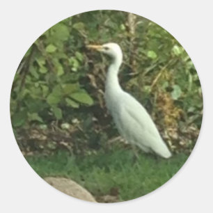 White Egret Classic Round Sticker