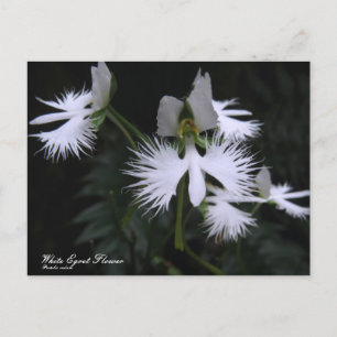 White Egret Flower :Postcard Postcard