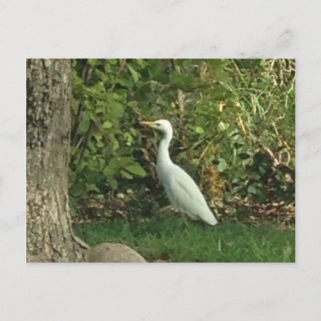 White Egret Postcard (Front)