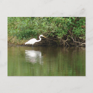 White Egret Postcard