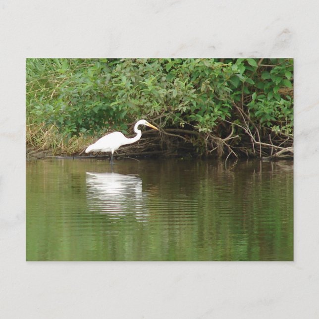 White Egret Postcard (Front)