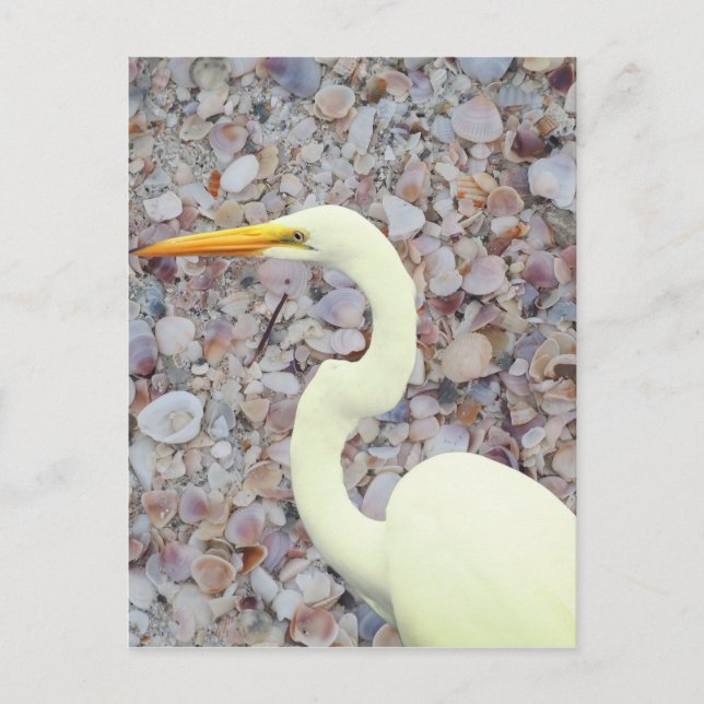 White egret postcard (Front)