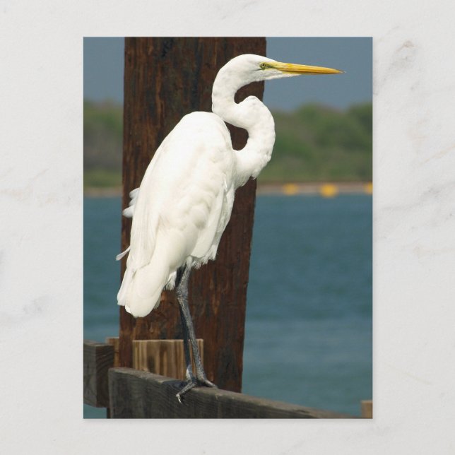 White Egret Postcard (Front)