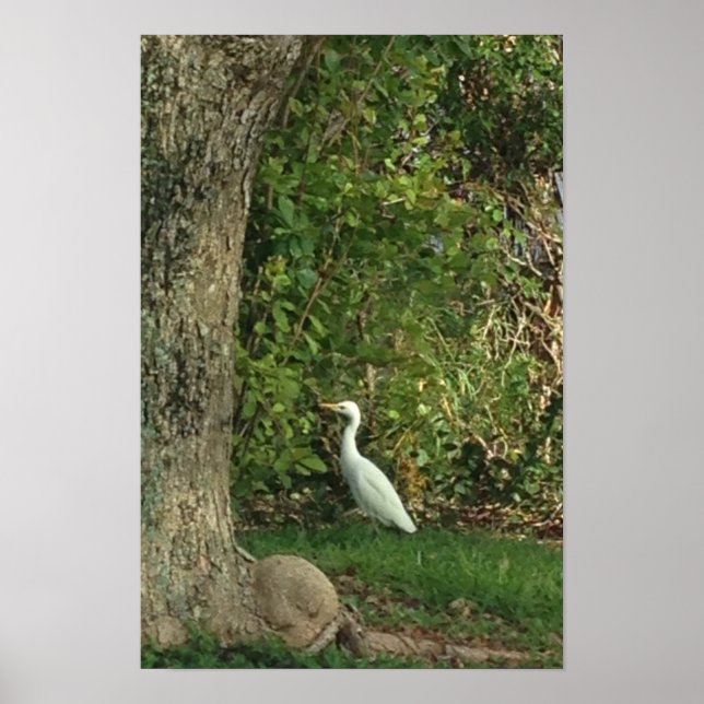 White Egret Poster (Front)